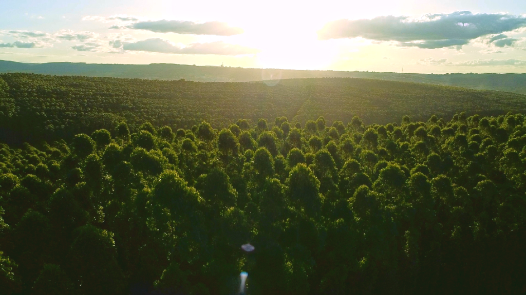 Wood Exports Rise 25% in November